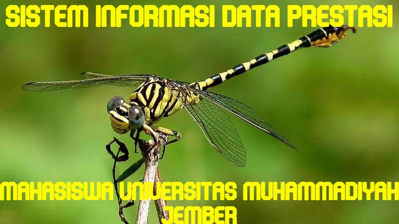 KEDAIMPO SISTEM INFORMASI DATA PRESTASI MAHASISWA UNIVERSITAS MUHAMMADIYAH JEMBER